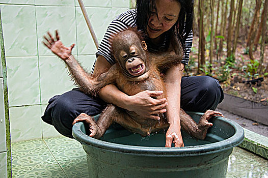 猩猩,黑猩猩,沐浴时间,中心,婆罗洲,印度尼西亚