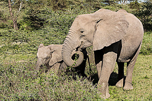 两只,象,一个,成年人,幼兽,幼小,喂食,蔓藤,草