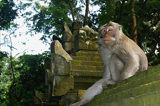 印度尼西亚,巴厘岛,猴子,树林,坐,庙宇,台阶,使用,向上
