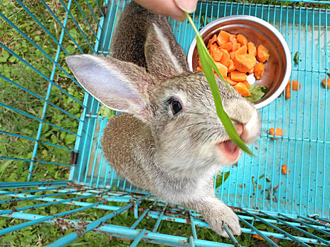 小兔子 喂養