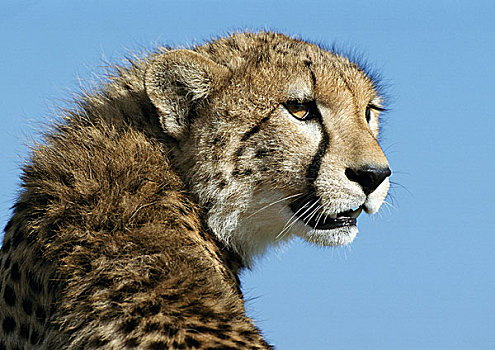 东方,非洲猎豹,叫声,弄平,耳,上半身