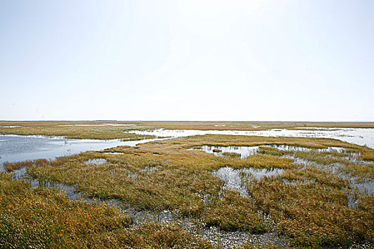 湿地自然景观