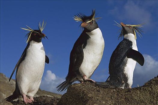 凤冠企鹅,南跳岩企鹅,三个,岩石上,岛屿,南大西洋