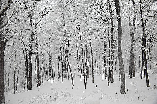 暴风雪,纽约,美国