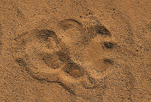 狮子,爪印,沙子,卡拉哈迪大羚羊国家公园,卡拉哈里沙漠,南非,非洲
