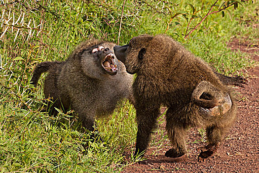 东非狒狒,恩戈罗恩戈罗,保护区,坦桑尼亚