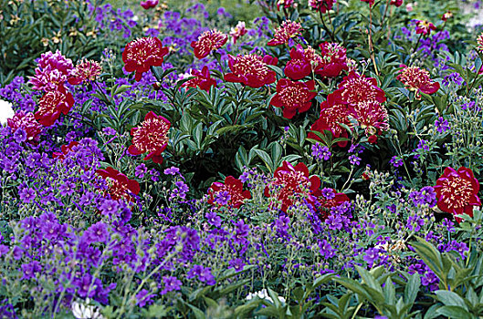花坛,牡丹,蜀葵,花,特写,花园,床,植物,装饰,庭院装饰,紫色,盛开,华丽,奢华
