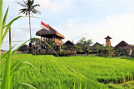 小屋,稻田,靠近,乌布,巴厘岛,印度尼西亚