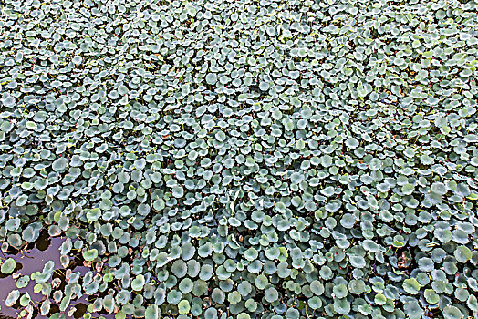 深圳洪湖公园的荷花池