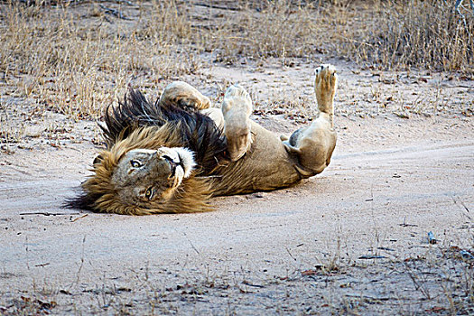 玩耍,狮子,躺着,背影