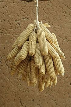 玉米,挂起,喀麦隆,非洲
