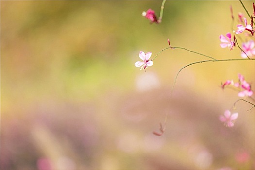 小,粉花