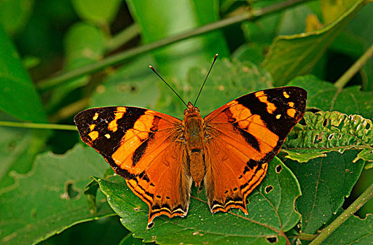 蛱蝶科,热带,蝴蝶,橙色,彩蝶,伊瓜苏国家公园,巴西,南美