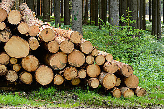 木头,堆,树干,边缘,树林