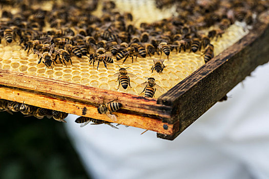 特写,蜜蜂,蜂窝,木质,蜂巢