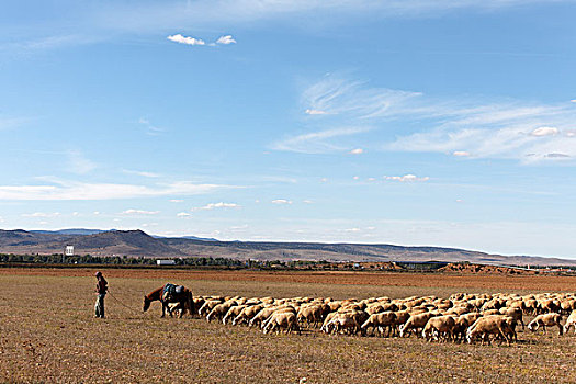 男人,放牧,绵羊,特鲁埃尔省,阿拉贡,西班牙