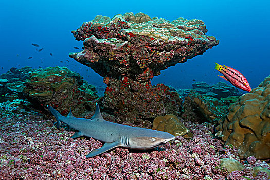 灰三齿鲨,鲎鲛,躺着,珊瑚,碎片,正面,漂石,岛屿,哥斯达黎加,北美
