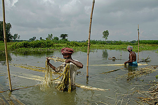 农民,洗,黄麻纤维,纤维,湿地,孟加拉,八月,2008年