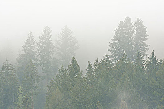 云杉,树林,早晨,雾气,施佩萨特,巴伐利亚,德国