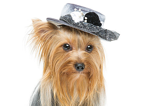 美女,约克郡犬,帽子
