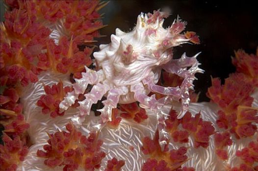 软珊瑚,螃蟹