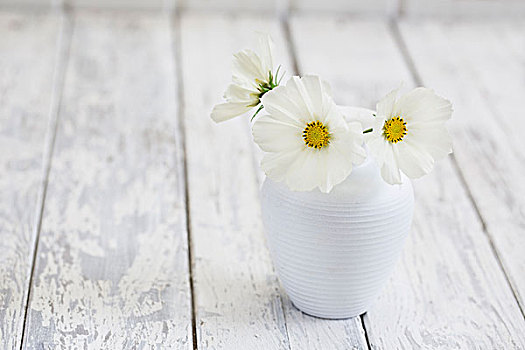 大波斯菊,花,白色,花瓶,木头