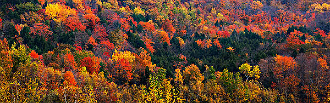 秋天,色彩,树,树林,铁,山,魁北克,加拿大