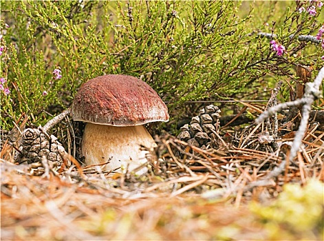 蘑菇,牛肝菌