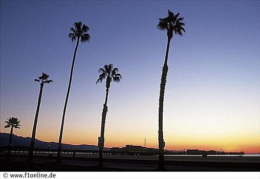 棕榈树,正面,日落,海滩,码头,圣芭芭拉,加利福尼亚,美国,北美