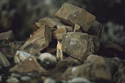 长尾,黄鼠狼,站立,石头,艾利斯摩尔岛,加拿大