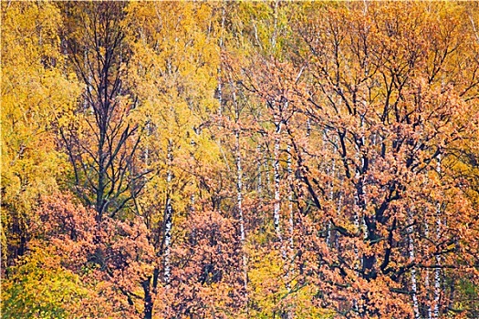 彩色,秋天,树林
