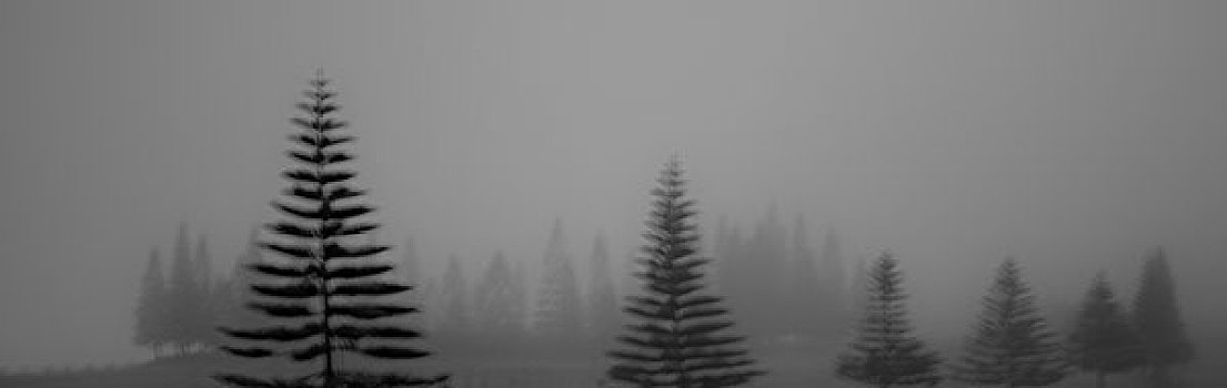 雾状,树