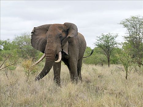 公象,肯尼亚