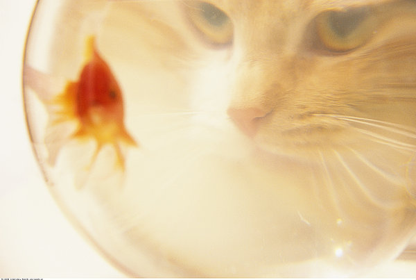 猫,看,金鱼,鱼缸