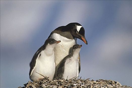 巴布亚企鹅,父母,两个,幼禽,巢穴,南极半岛