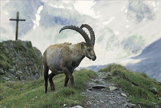 阿尔卑斯野山羊,野山羊,匹兹河谷,奥地利