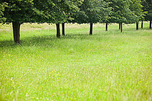 线条,树,高草,英国,乡村