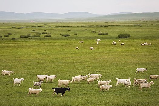 山羊,内蒙古,中国