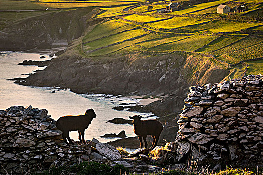 绵羊,站立,悬崖,海滩,斯莱角,驾驶,峡谷,爱尔兰