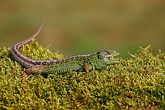捷蜥蜴,雄性,梅克伦堡前波莫瑞州,德国,欧洲