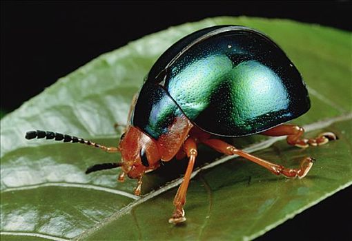 甲虫的外形图片