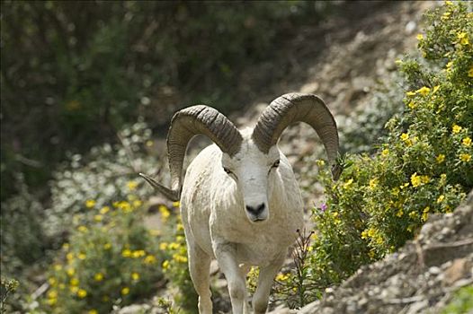 特写,野大白羊,公羊,高山,斜坡,德纳里国家公园,多彩