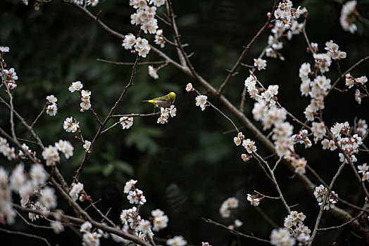 花鸟,春天,樱花