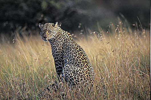 豹,女性,纳库鲁,肯尼亚