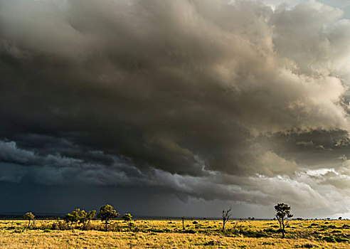 风暴,上方,马赛马拉,肯尼亚,非洲,大幅,尺寸