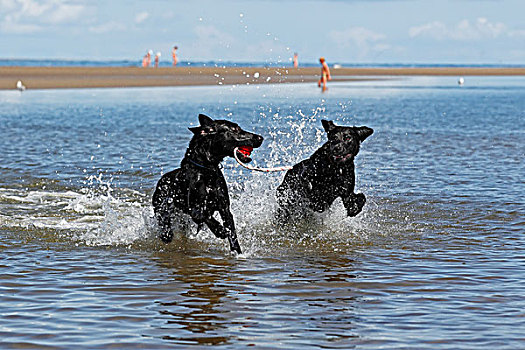 两个,黑色,复得,狗,玩,左边,拉布拉多犬,右边,玩具,水,海滩