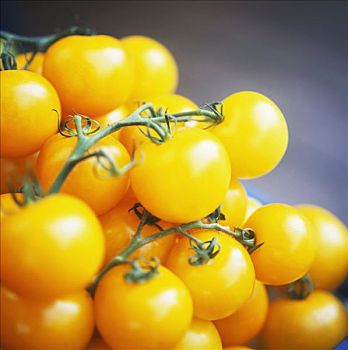 小,黄色,西红柿茎