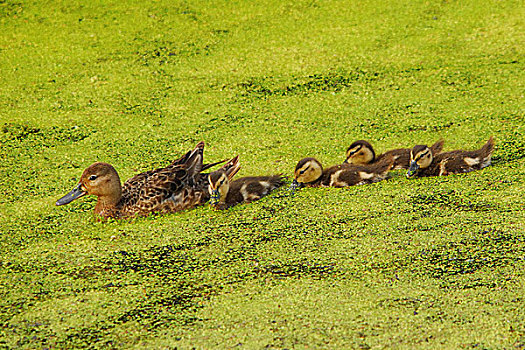 野鸭,雌性,小鸭子,藻类,国家野生动植物保护区,华盛顿,美国