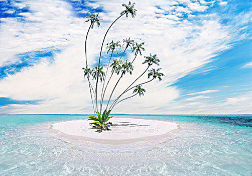 热带海岛,棕榈树