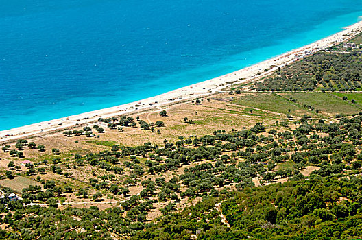 阿尔巴尼亚,橄榄林,靠近,海滩